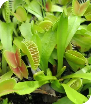 Carnivorous