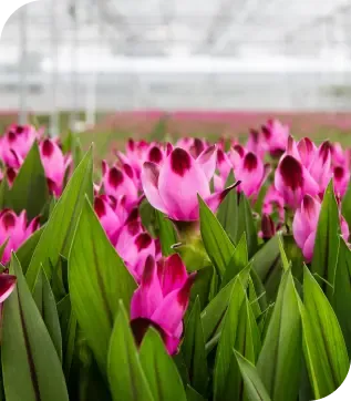 Curcuma