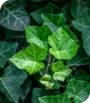 Groundcover