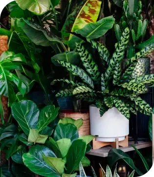 Premium Foliage