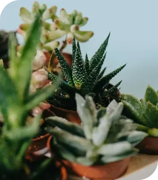 Succulents